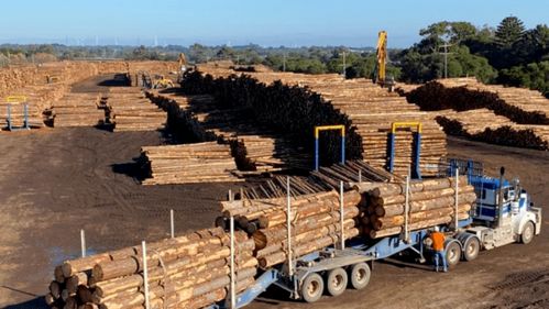 中国停止进口西澳木材,称发现害虫,西澳林木行业或遭重创